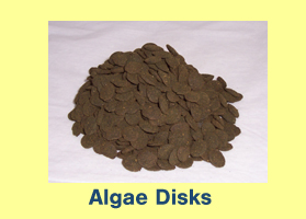 Algae Discs Algae Discs