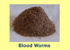 Freeze Dried Blood Worms Freeze Dried Blood Worms